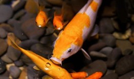 吃瓜娱乐小鲤鱼视频,趣味视频引网友热议